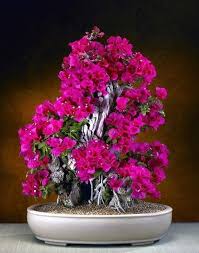 Natural   Bonsai Plants